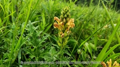 Pedicularis striata