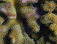 Cirripectes variolosus