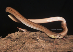 Oligodon fasciolatus