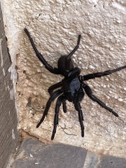 Amblyocarenum walckenaeri