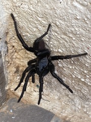 Amblyocarenum walckenaeri