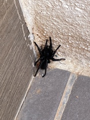 Amblyocarenum walckenaeri