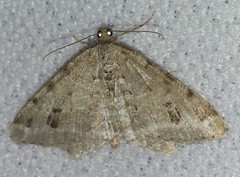 Macaria pinistrobata