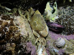 Paragrapsus quadridentatus