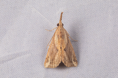Hypena labatalis