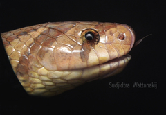 Oligodon fasciolatus