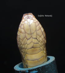 Oligodon fasciolatus