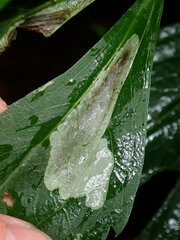 Calycomyza frickiana
