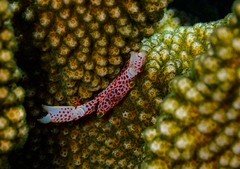 Trapezia rufopunctata