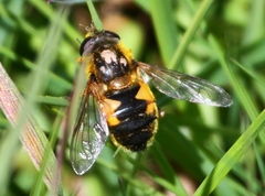 Helophilus lapponicus