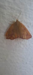 Lythria