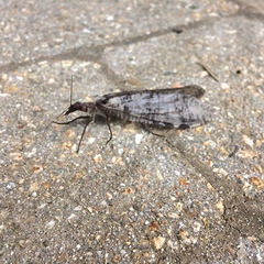 Dysmicohermes disjunctus