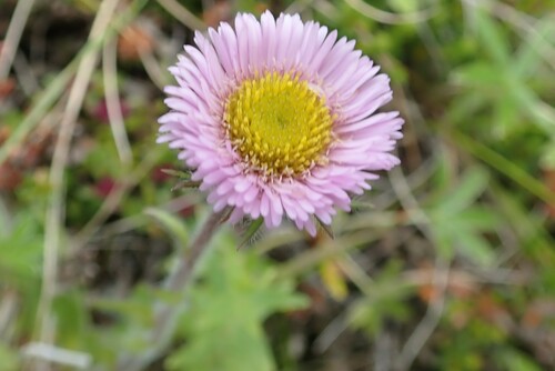 Image of Erigeron borealis by (c) Benoit NABHOLZ, some rights reserved (CC BY-SA)