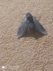 Notodonta dromedarius