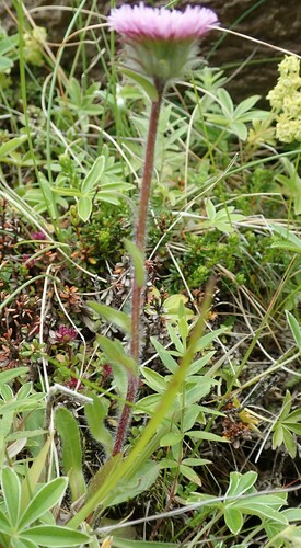 Image of Erigeron borealis by (c) Benoit NABHOLZ, some rights reserved (CC BY-SA)