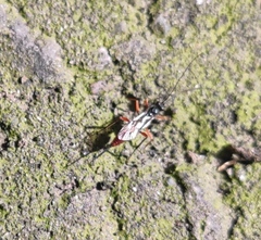 Hymenoptera