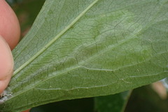 Calycomyza frickiana