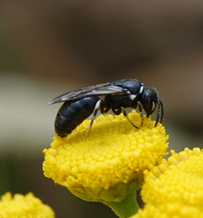 Hylaeus nigritus