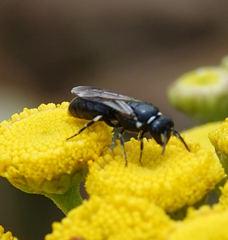 Hylaeus nigritus