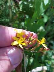 Hypericum undulatum
