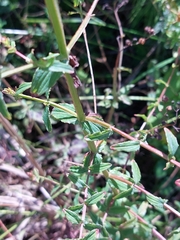 Hypericum undulatum