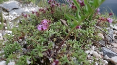 Thymus calcareus