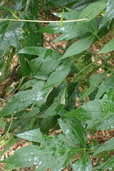 Calycomyza frickiana