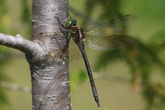Somatochlora hineana
