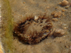 Anthopleura biscayensis
