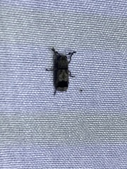 Ozotomerus japonicus