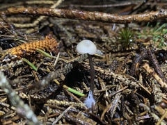 Entoloma conicum