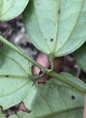 Ripogonum discolor