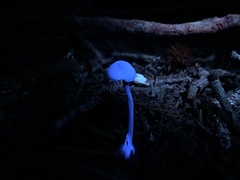 Entoloma conicum