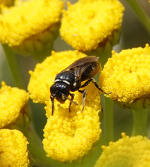Hylaeus nigritus