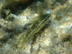 Labrus viridis