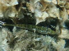 Labrus viridis