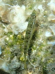Labrus viridis