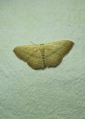 Scopula internataria