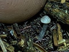 Entoloma conicum