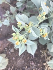 Abutilon malacum