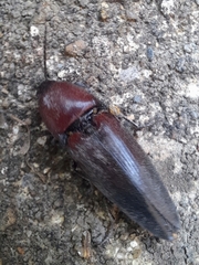 Parallelostethus attenuatus