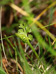 Botrychium crenulatum
