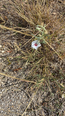 Convolvulus equitans