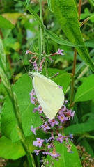 Pieris rapae