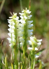 Spiranthes romanzoffiana
