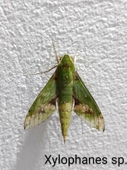 Xylophanes chiron
