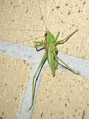 Hubbellia marginifera