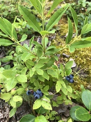 Vaccinium myrtilloides image