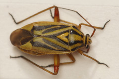 Brachycoleus decolor