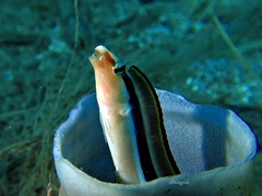 Aspidontus dussumieri